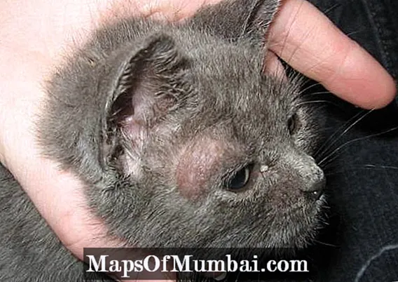 Մալասեզիա կատուների մեջ - ախտանիշներ, ախտորոշում և բուժում