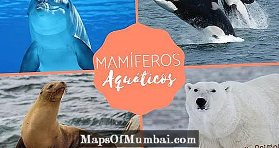 Mamífers aquàtics: característiques i exemples