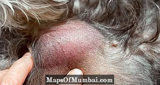 Canine mast cell tumor: mga simtomas, panagna ug pagtambal