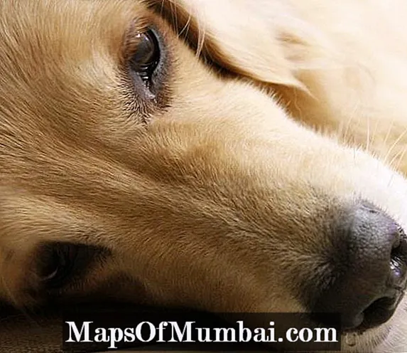 เยื่อหุ้มสมองอักเสบในสุนัข - อาการและการรักษา