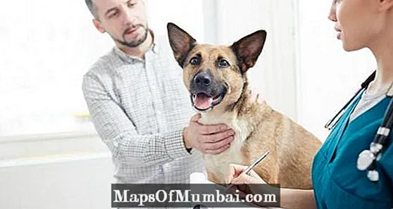 Metronidatsoli koirille: annokset, käyttötavat ja sivuvaikutukset