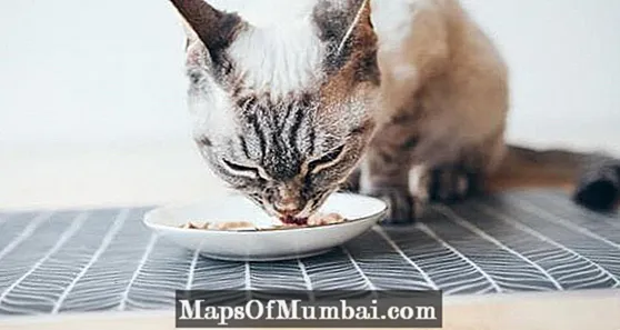Mi gato come sin masticar: causas y que hacer