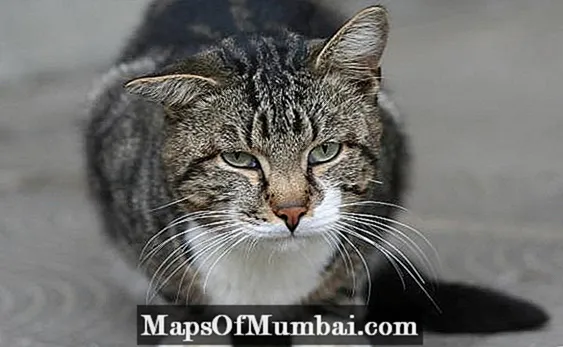 مایکوپلاسموز گربه - علل ، علائم و درمان