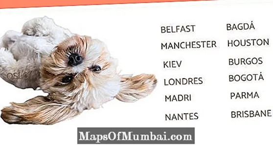 Köpekler için şehir isimleri