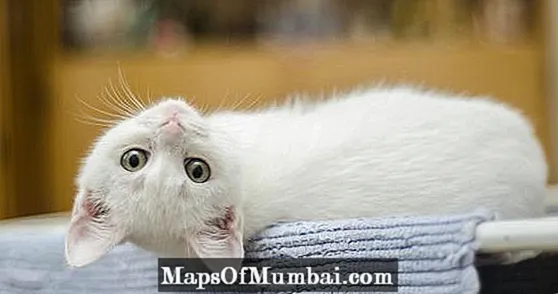 Navne på hvide katte med blå øjne