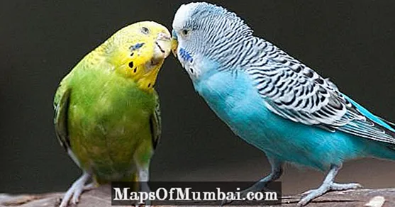 Mayina a ma parakeets