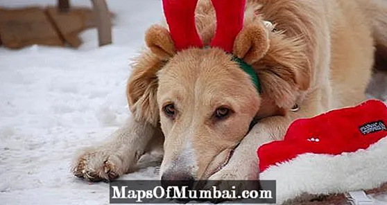 크리스마스 선물로 강아지에게 무엇을 줄까요?