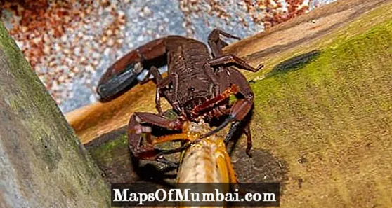 Co je skorpion?