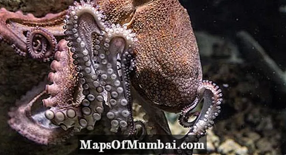 ઓક્ટોપસ શું ખાય છે?