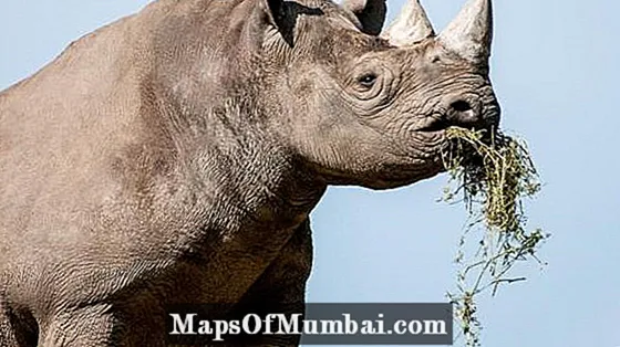 Что ест носорог?