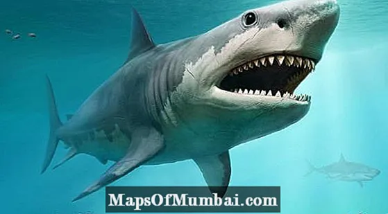 Shin akwai shark na megalodon?