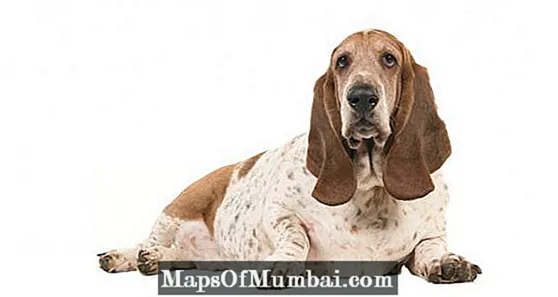 Obésité canine : comment traiter