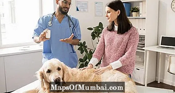 ခွေးများအတွက် Omeprazole: ဆေးများ၊ အသုံးပြုမှုနှင့်ဘေးထွက်ဆိုးကျိုးများ