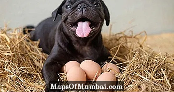Chó có ăn được trứng không?