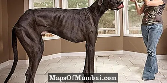 els gossos més grans del món