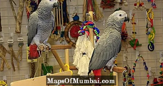 Mafi kyawun kayan wasa don parrots