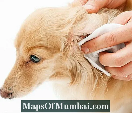 Otitis en perros: síntomas y tratamiento