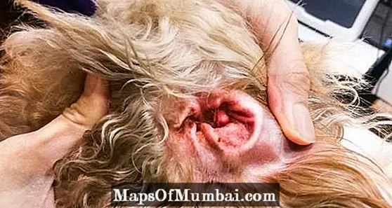Canine ပြင်ပ Otitis - လက္ခဏာများနှင့်ကုသမှု