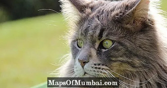 Feline Panleukopenia: Symptom och behandling