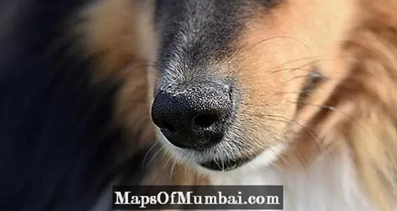 What is a dog's mustache for?