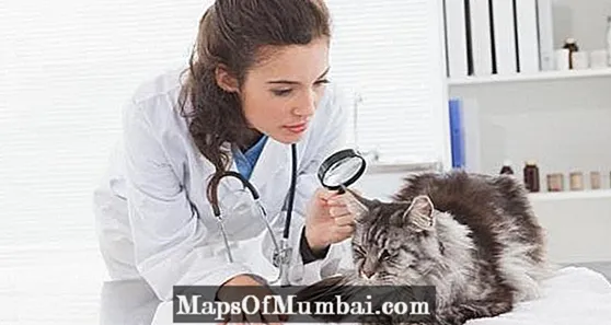 بلیوں میں پرجیویوں - اقسام ، علامات اور علاج۔