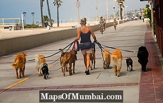 Psi koji hodaju kao zanimanje (šetač pasa)