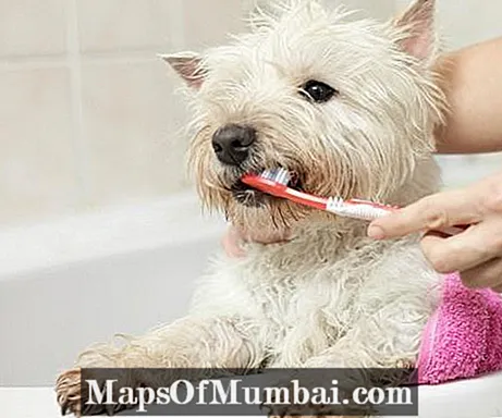 Zubná pasta pre psov - 4 jednoduché recepty