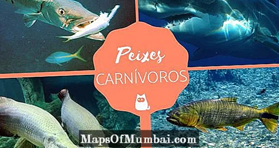 Peixos carnívors: tipus, noms i exemples