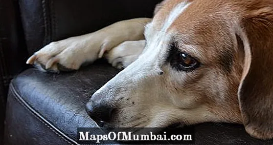Canine pyoderma - mababaw na folliculitis sa mga aso