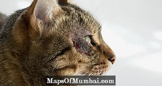 बिल्लियों में पायोडर्मा - कारण, लक्षण और उपचार