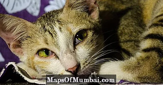 Піометра у кішок - симптоми та лікування