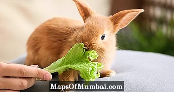 Giftige planten foar konijnen