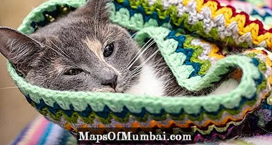Neumonía en gatos: causas, síntomas y tratamiento