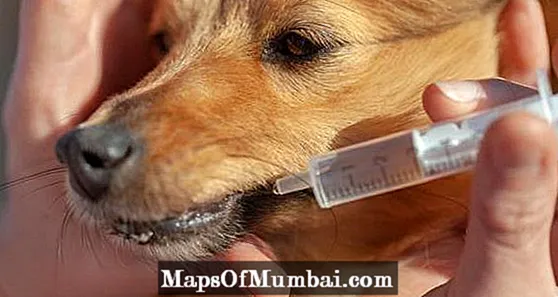 Polaramine pikeun anjing: dosis sareng kagunaan