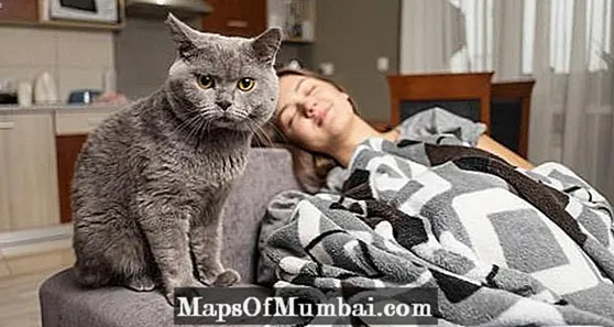 Miért harap a macskám, amikor alszom?