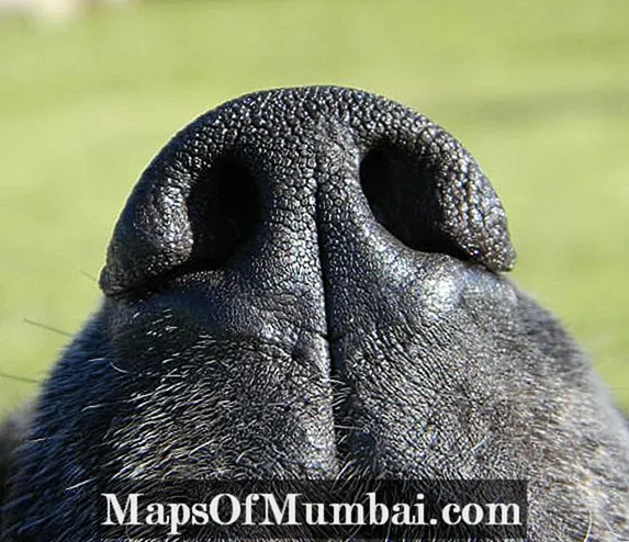 Miksi koirallani on kuiva nenä?