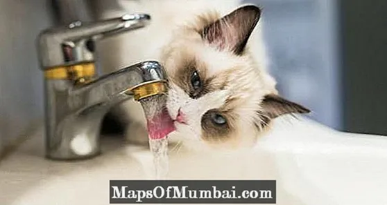 Чому коти п’ють воду з -під крана?