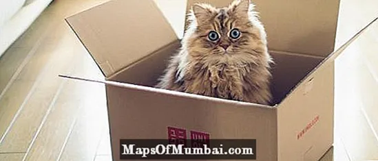 고양이는 왜 상자를 좋아할까요?
