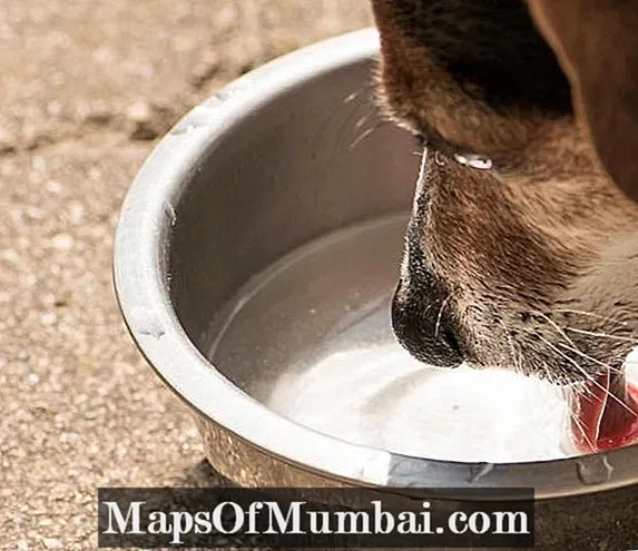 강아지가 물을 많이 마시는 이유는?