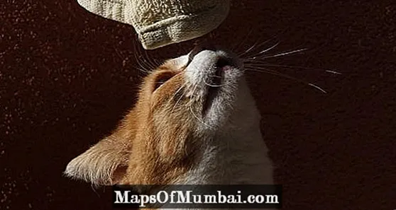 Warum öffnen Katzen den Mund, wenn sie etwas riechen?