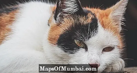Why tricolor cats are female