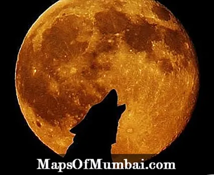 Kodėl vilkai staugia mėnulį?