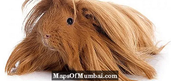 Babi guinea Peru