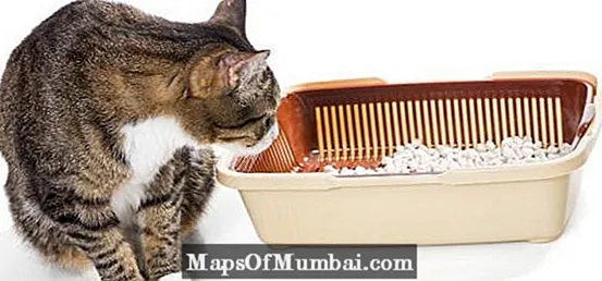 Zápcha u mačiek: príčiny, symptómy a domáca liečba