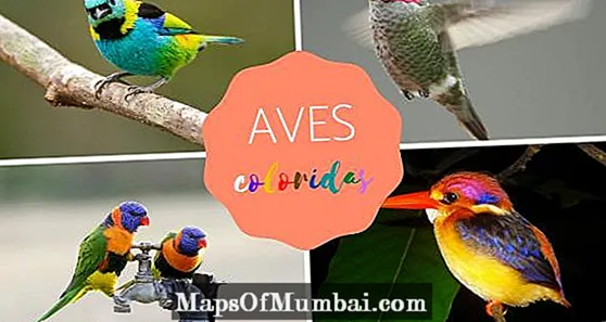 Pájaros coloridos: características y fotos.