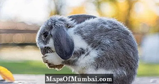 Pulci sui conigli: come individuarli ed eliminarli