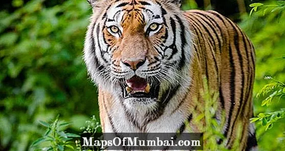 Hva er tigerens habitat?