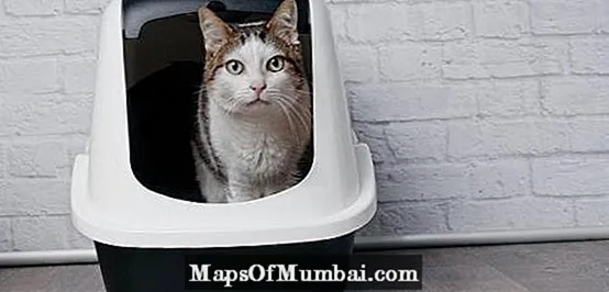 मांजरीचा कचरा पेटी कधी स्वच्छ करावी?