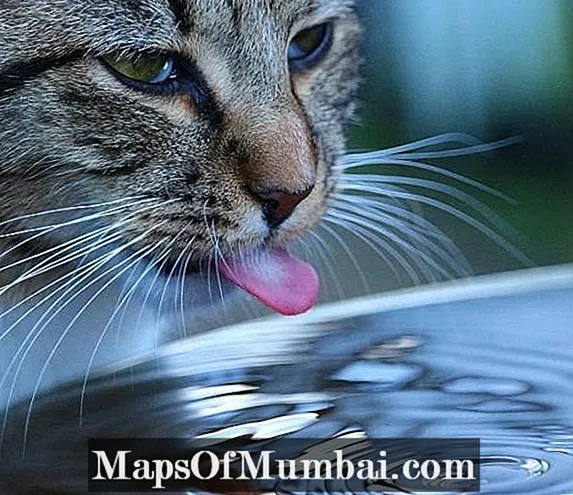 Hvor mye vann skal en katt drikke om dagen?