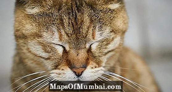 Canto tempo vive un gato con insuficiencia renal?